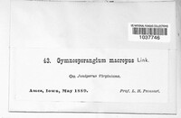 Gymnosporangium juniperi-virginianae image